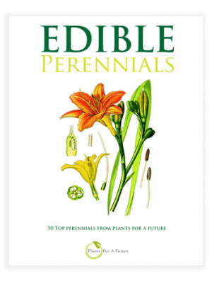 perennial_cover_ebook